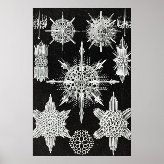 Acanthophracta, Wunderstrahlinge Aquatic Animal Poster (Front)