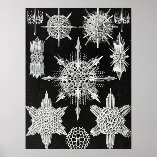 Acanthophracta, Wunderstrahlinge Aquatic Animal Poster (Front)