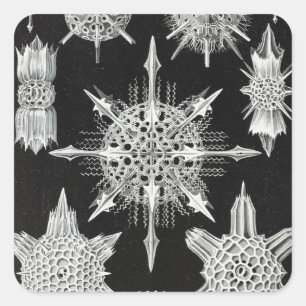 Acanthophracta, Wunderstrahlinge Aquatic Animal Square Sticker