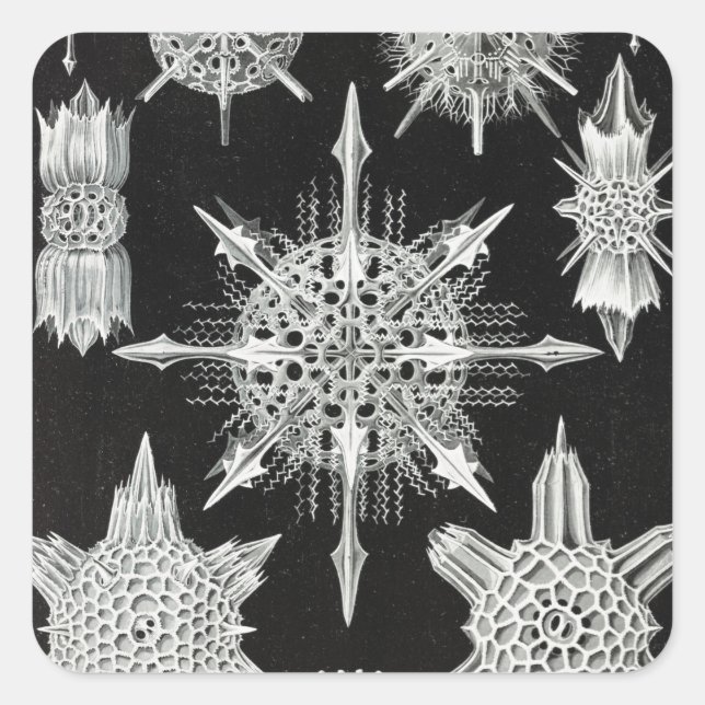 Acanthophracta, Wunderstrahlinge Aquatic Animal Square Sticker (Front)