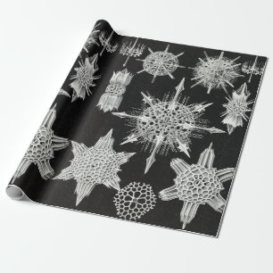 Acanthophracta, Wunderstrahlinge Aquatic Animal Wrapping Paper