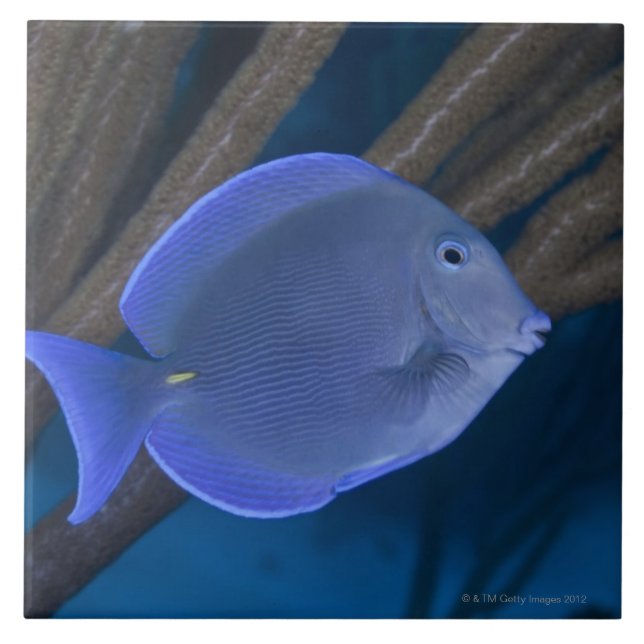Acanthurus coeruleus with sea ceramic tile (Front)