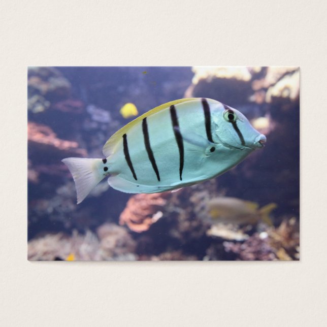 Acanthurus triostegus (Front)