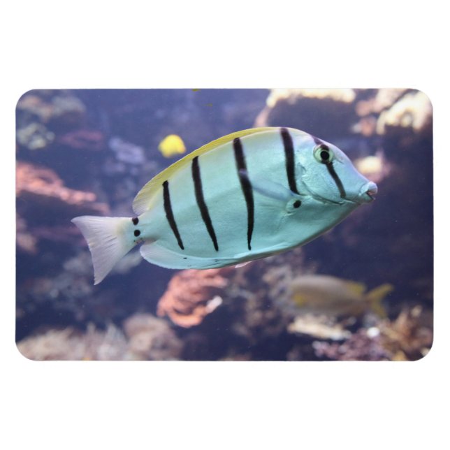 Acanthurus triostegus magnet (Horizontal)
