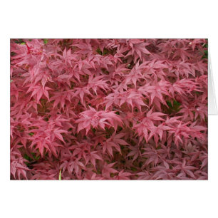 acer palmatum leaves