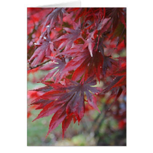 Acer palmatum 'Trompenburg'