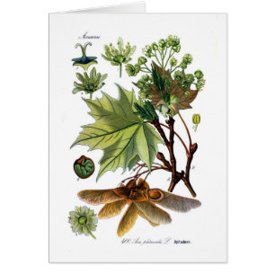 Acer platanoides (Norway Maple)