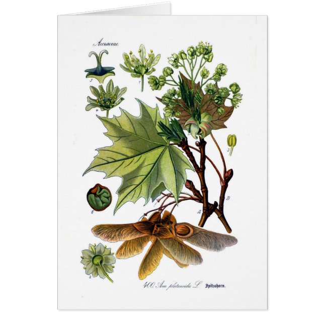 Acer platanoides (Norway Maple) (Front)