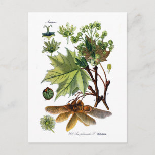 Acer platanoides (Norway Maple) Postcard