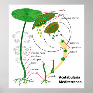 Acetabularia Mediterranea Life Cycle Diagram Poster