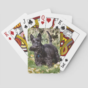 Ach Playing Cards