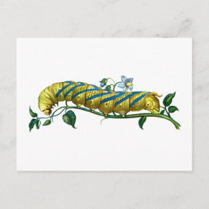 Acherontia atropos caterpillar postcard