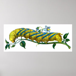 Acherontia atropos caterpillar poster