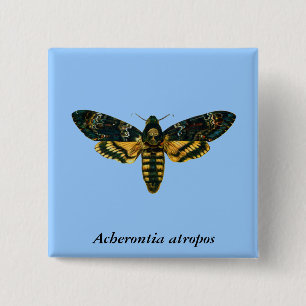Acherontia atropos (Death's Head Hawkmoth) 15 Cm Square Badge