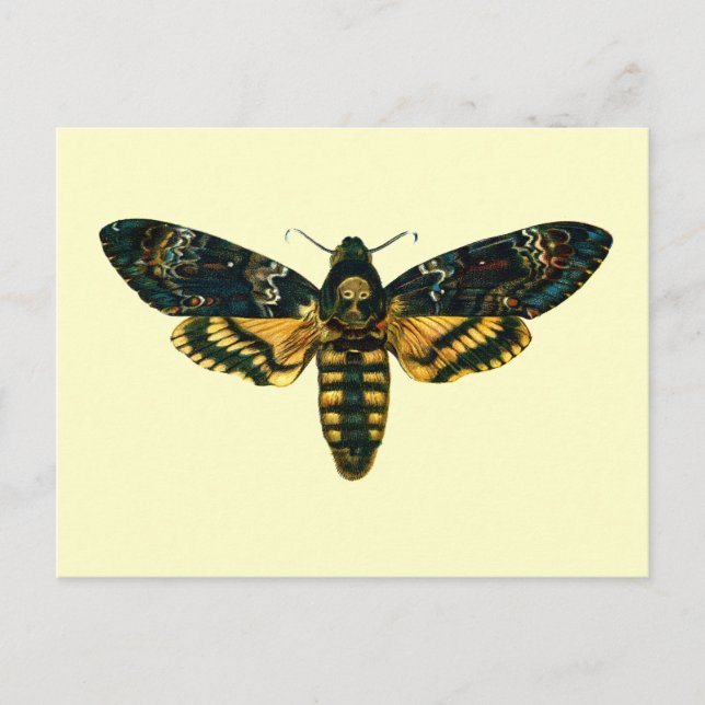 Acherontia atropos (Death's Head Hawkmoth) Postcard (Front)