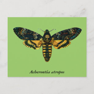 Acherontia atropos (Death's Head Hawkmoth) Postcard