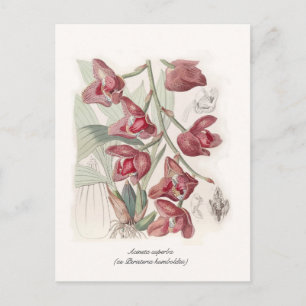 Acineta superba postcard