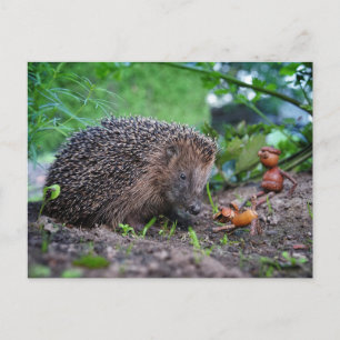 Acorn ef with dog and hedgehog - nice  postcard