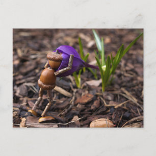 Acorn elf checking the spring flower postcard