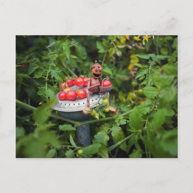 Acorn elf gardener with tomatos postcard (Front)