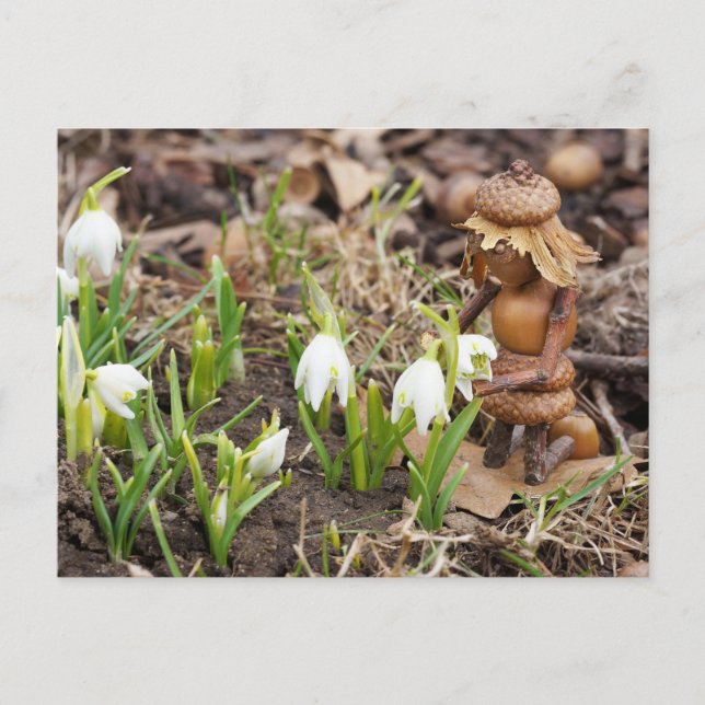 Acorn elf girl with snowflake flower spring postcard (Front)
