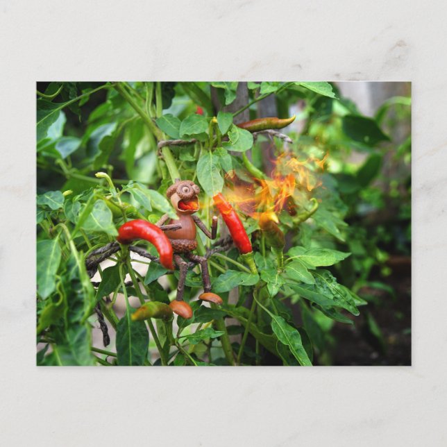 Acorn elf just tasted a spicy chilli pepper postcard (Front)
