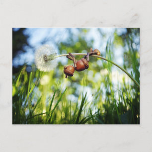 Acorn elf on the dandelion postcard