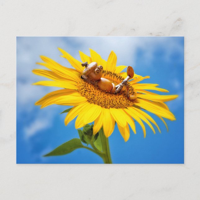 Acorn elf on the sunflower - summer postcard (Front)