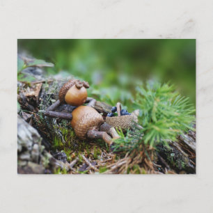 Acorn elf resting in the forest postcard
