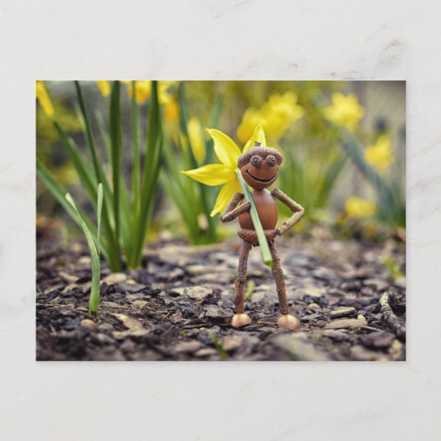 Acorn elf with daffodil flower spring postcard (Front)