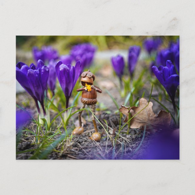 Acorn elf with purple crocus flower spring postcar postcard (Front)