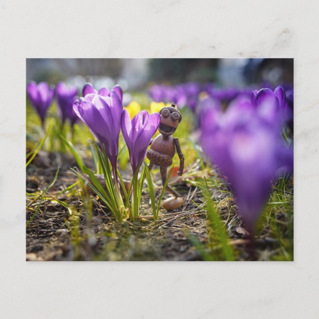 Acorn elf with purple crocus flower spring postcard (Front)