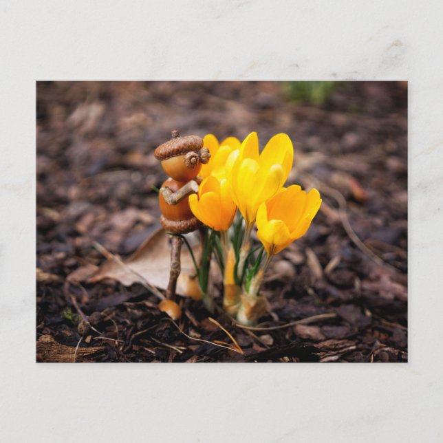 Acorn elf with yellow crocus flower spring postcard (Front)