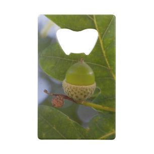 Acorn in an oak