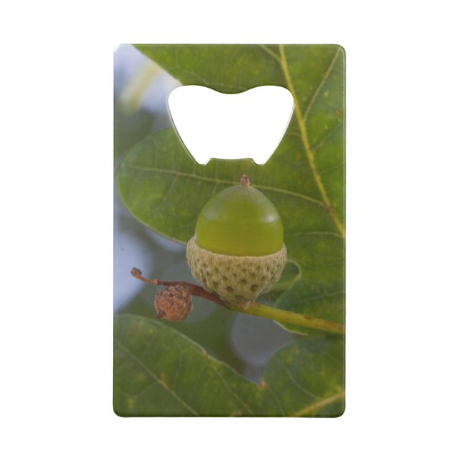 Acorn in an oak (Front)