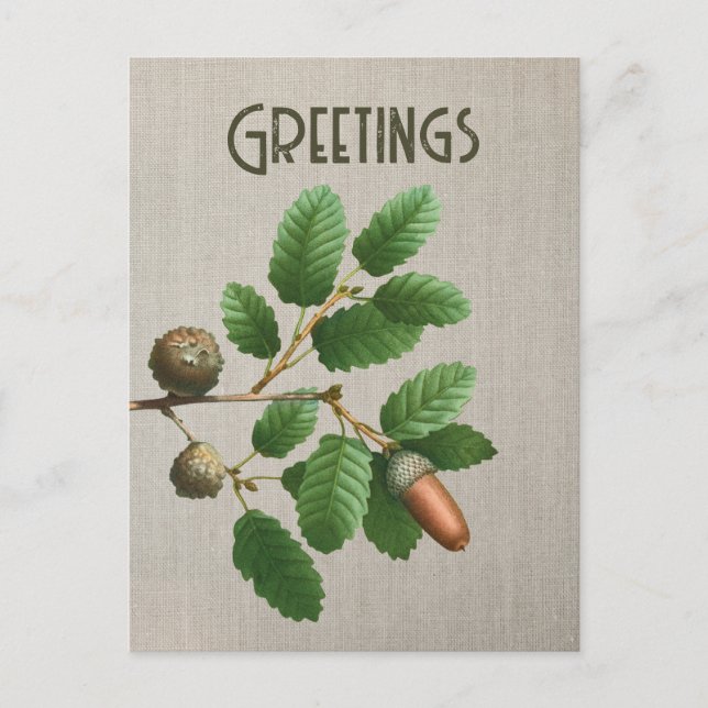 Acorn Oak Leaves Postcard (Front)