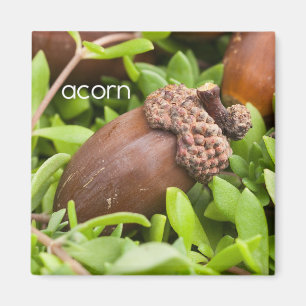 Acorn Refrigerator Magnet
