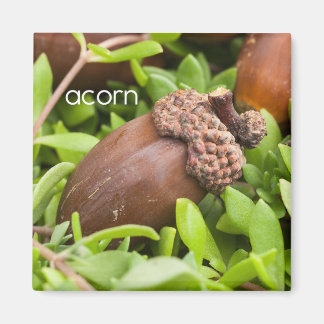 Acorn Refrigerator Magnet