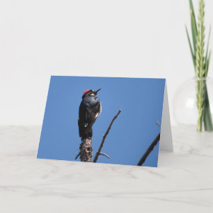 Acorn Woodpecker at Chiricahua National Monument Card