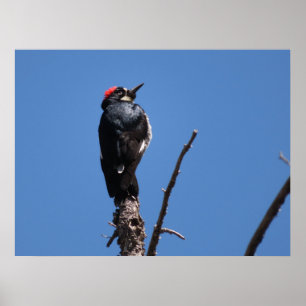 Acorn Woodpecker at Chiricahua National Monument Poster
