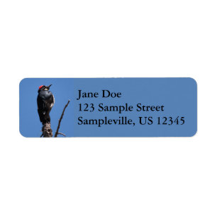 Acorn Woodpecker at Chiricahua National Monument Return Address Label