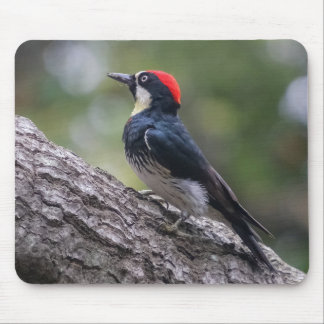 Acorn Woodpecker Mouse Pad | Woodland Bird Art