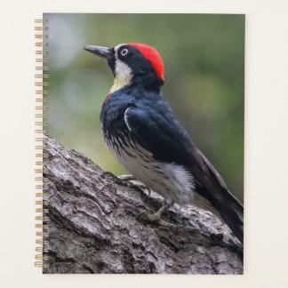 Acorn Woodpecker Planner | Woodland Bird Art
