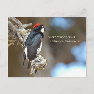 Acorn Woodpecker Postcard