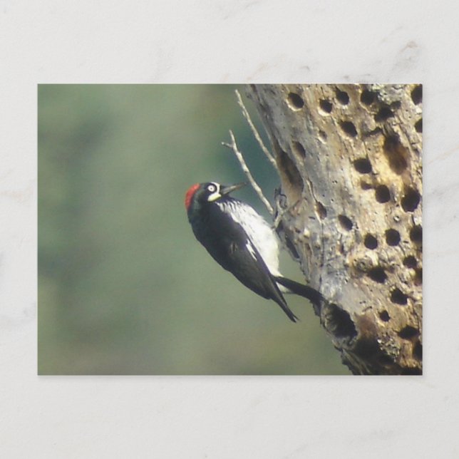 Acorn Woodpecker Postcard (Front)