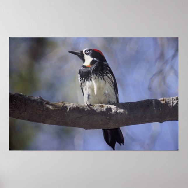 Acorn Woodpecker Poster (Front)