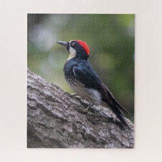Acorn Woodpecker Puzzle | Woodland Bird Art