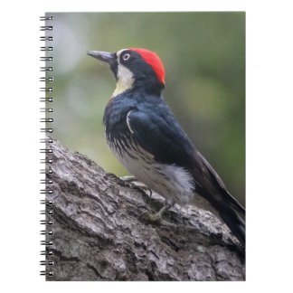 Acorn Woodpecker Spiral Notebook | Bird Art