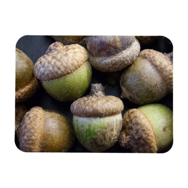 Acorns Magnet (Horizontal)