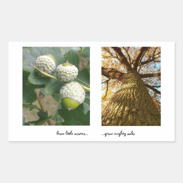 Acorns to Oaks Sticker (Front)